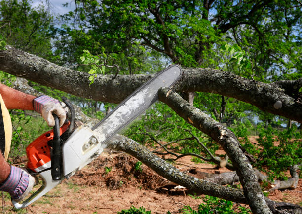 Professional Tree Care Services in Cedar Knolls, NJ